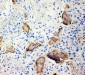 Anti-Bone SialoProtein Antibody